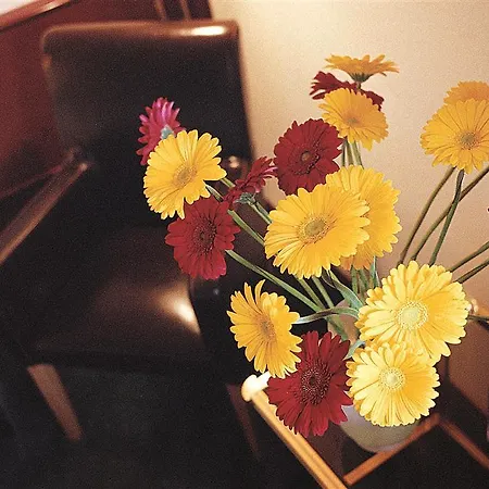 호텔 튤립 인 볼리유